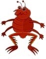 fleas